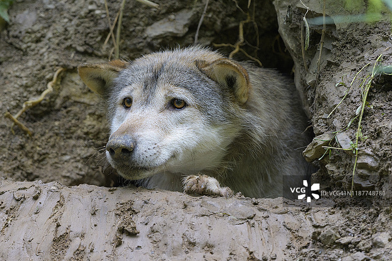 洞穴中的狼图片素材