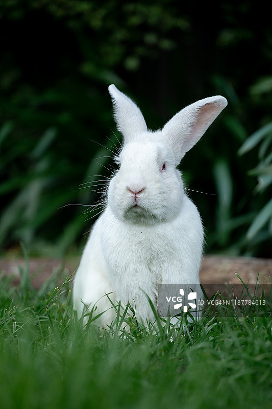 坐在草地上的兔子图片素材