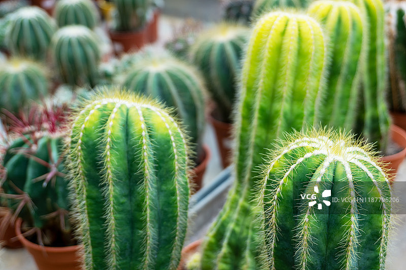 圣佩德罗金红火炬仙人掌图片素材