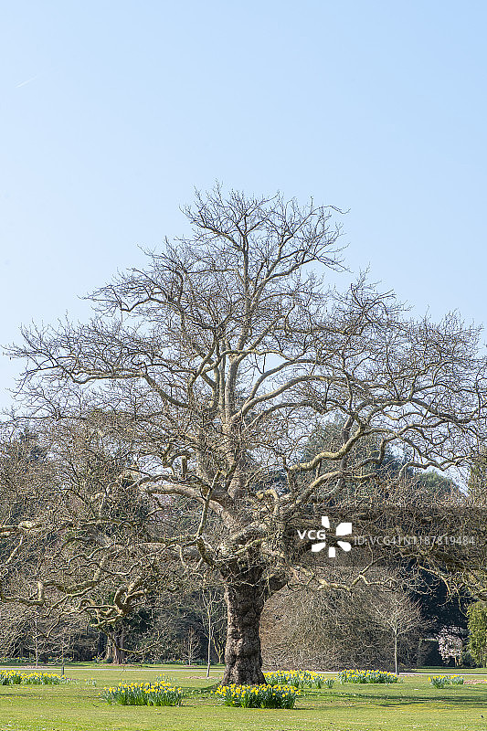 冬季无叶橡树特写图片素材