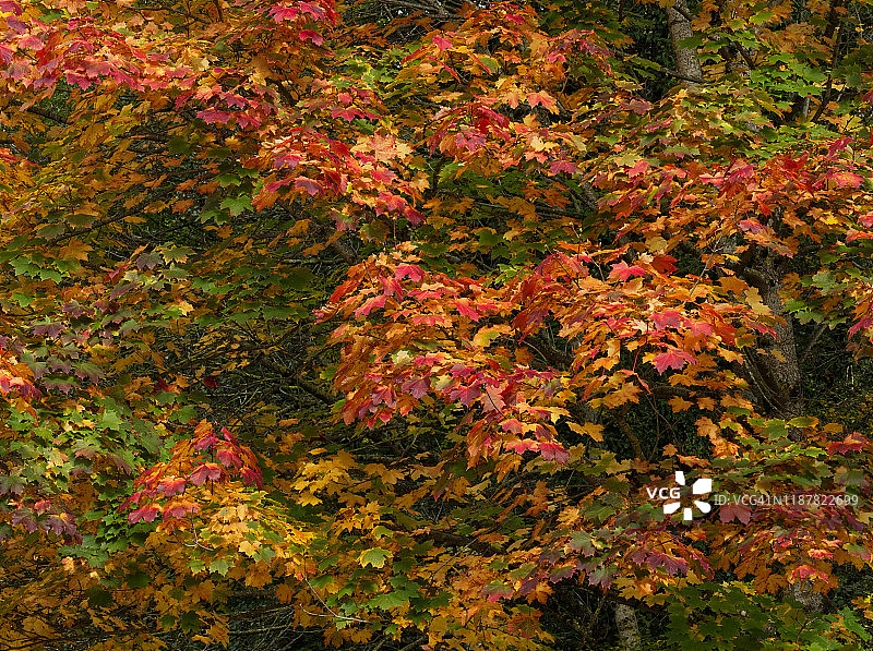 绿、黄、橙、红的彩色马赛克，秋季挪威枫树的叶子图片素材