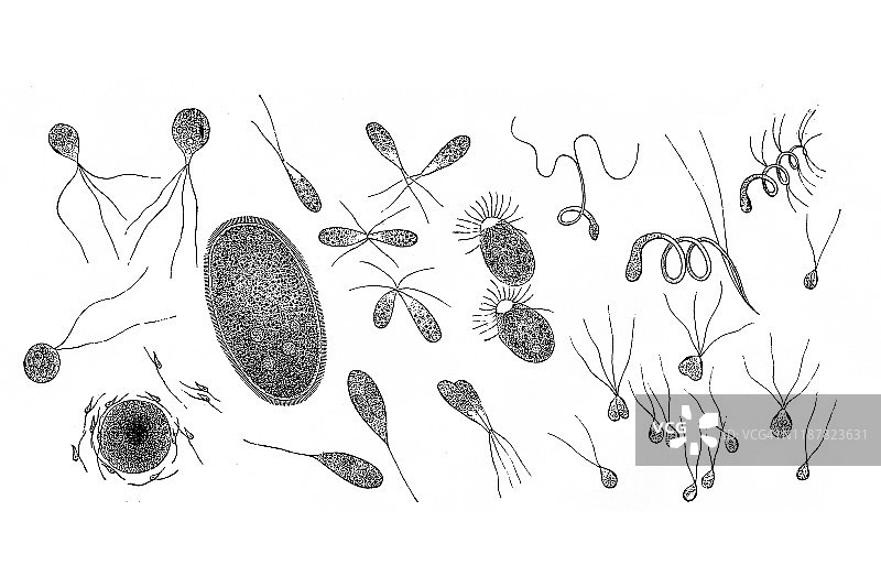 漂浮的原生质：水绵、刚毛藻、鞘藻、团藻、墨角藻、葫芦藓、泥炭藓、铁线蕨图片素材
