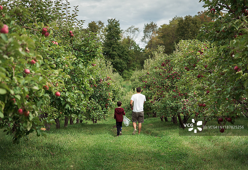 父子秋天一起走过苹果园图片素材