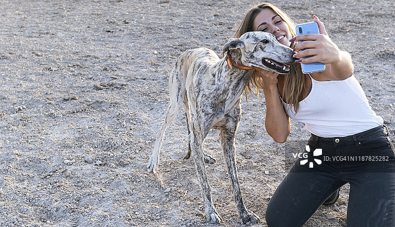 公园里的牧羊犬图片素材