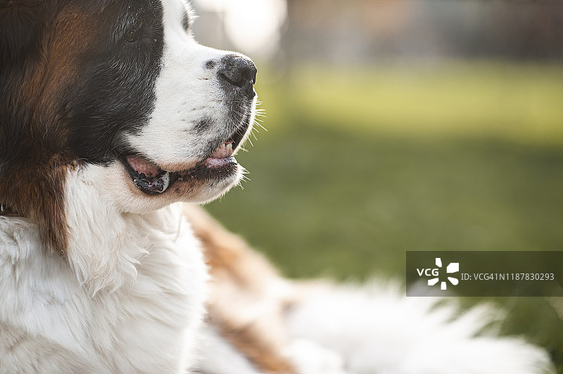 圣伯纳犬在户外侧面轮廓图片素材