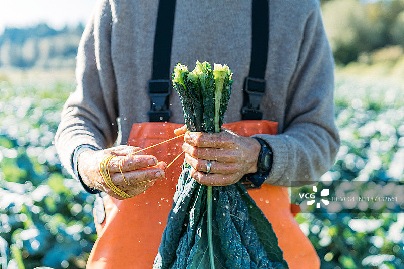 秋收时节农民捆扎有机意大利甘蓝图片素材
