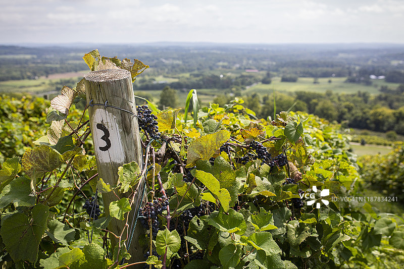 弗吉尼亚北部布卢芒特葡萄园风光图片素材
