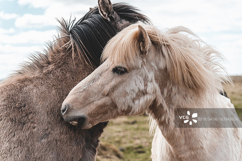 两匹冰岛马图片素材
