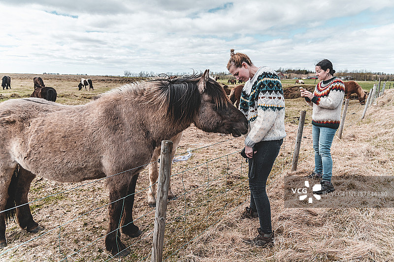 女孩与冰岛马图片素材