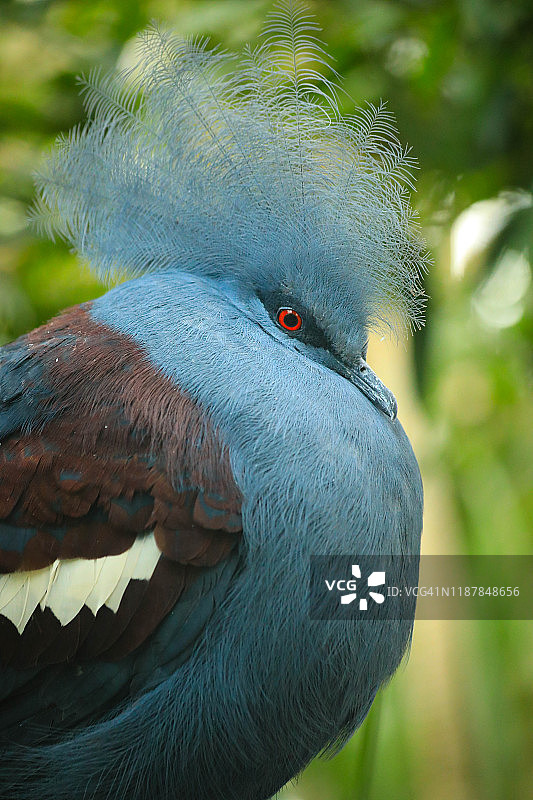 维多利亚加冕鸽子图片素材