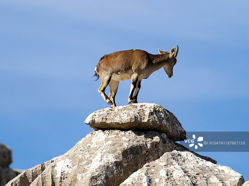 西班牙野山羊（capra pyrenaica），位于西班牙安达卢西亚托卡尔·德·安特克拉的岩石景观中图片素材