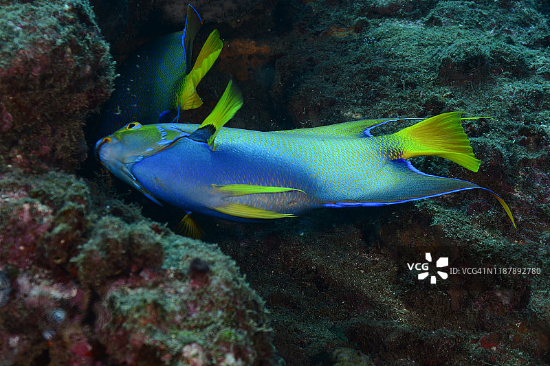 女王神仙鱼图片素材