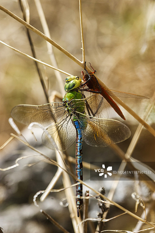 帝王蜻蜓捕食并吞噬另一只蜻蜓，即普通红蜻蜓图片素材