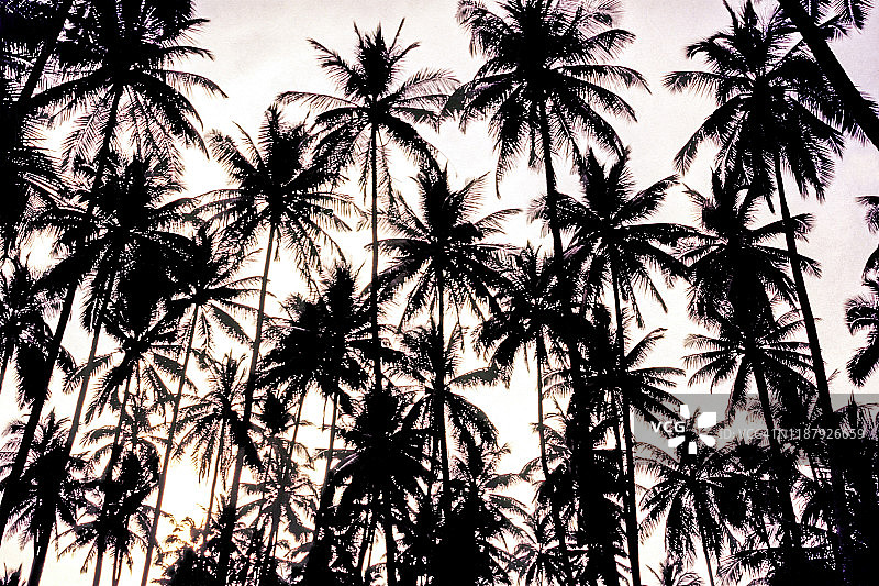 印度尼西亚明打威群岛的椰子树图片素材