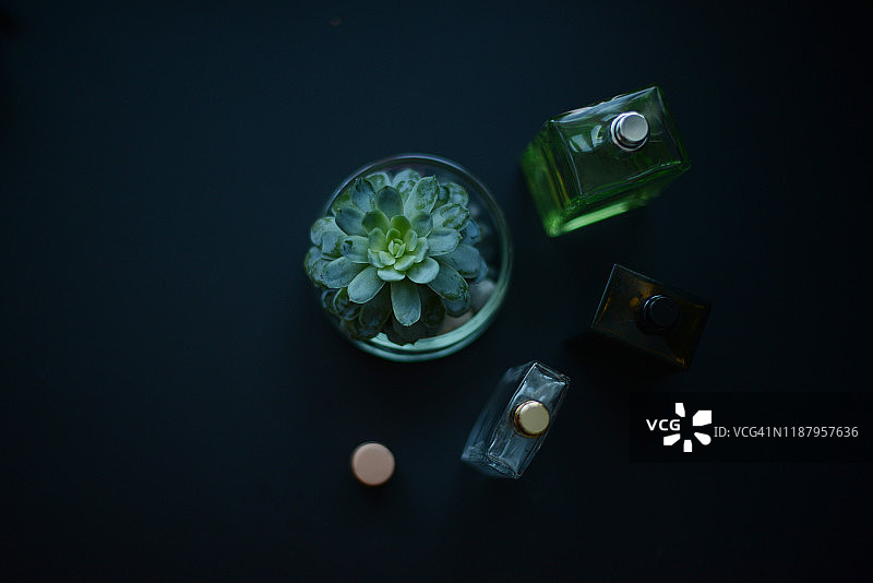 黑色背景上的盆栽多肉植物图片素材