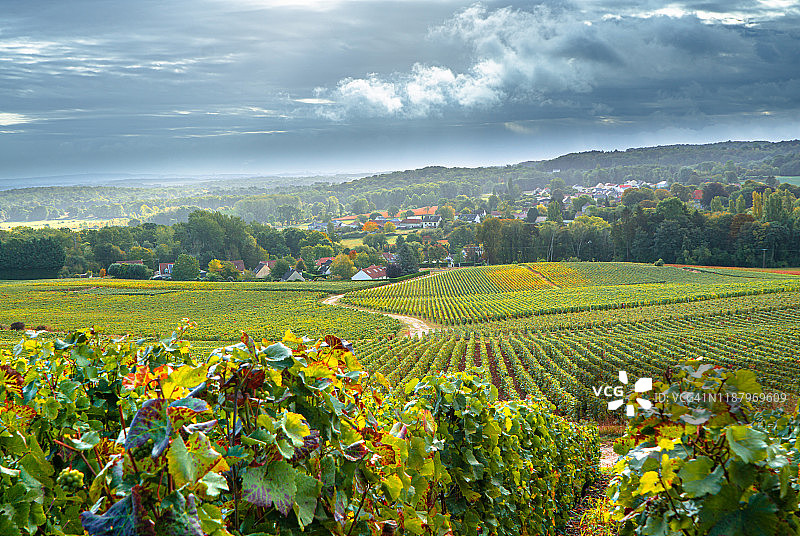法国日落时分的葡萄园图片素材