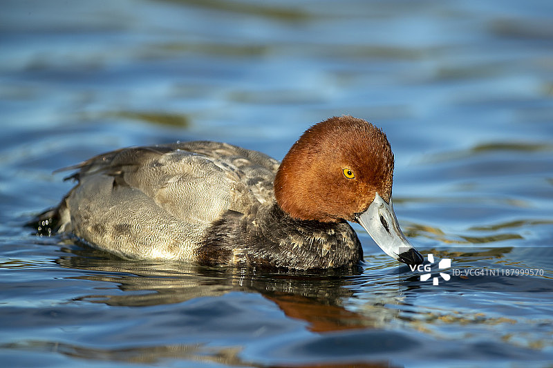 红发鸭子一雄一雌图片素材