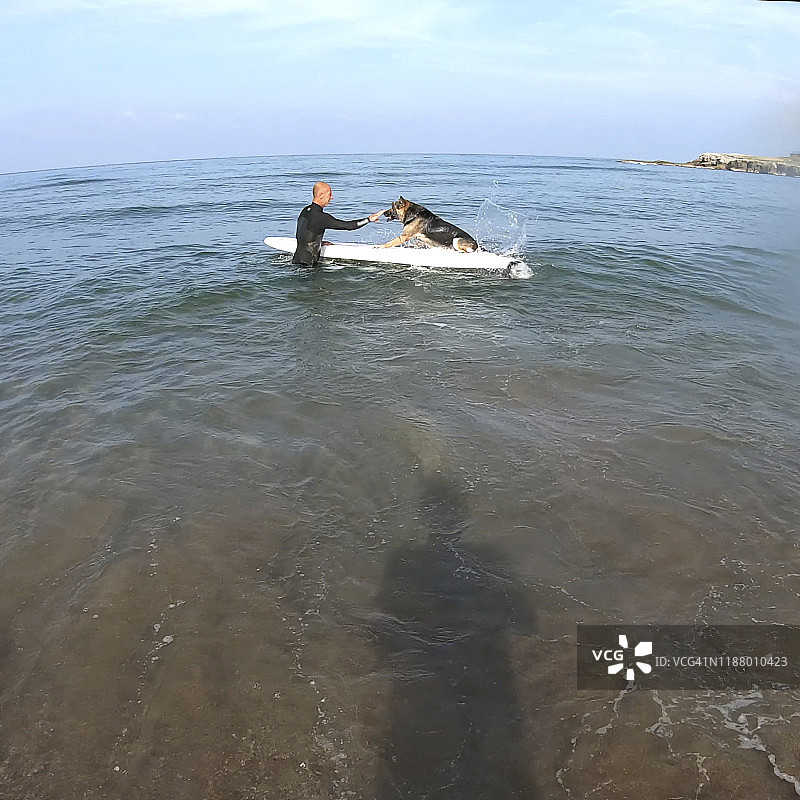 冲浪者助狗在浅海登板图片素材