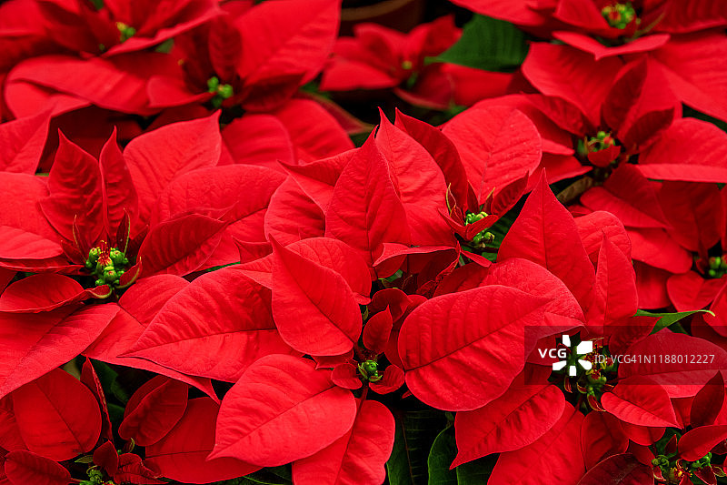 盛开的圣诞红图片素材