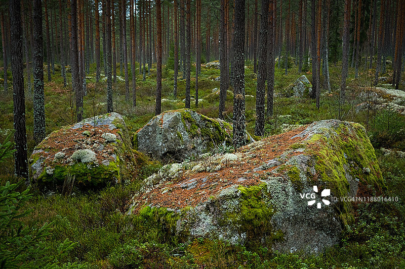 黑暗森林中覆盖着苔藓的石头和松树图片素材