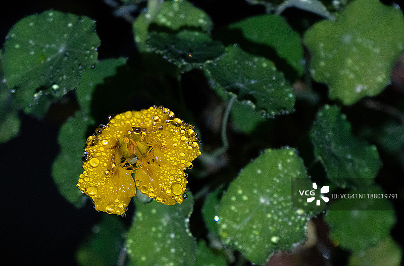 植物上的雨滴图片素材