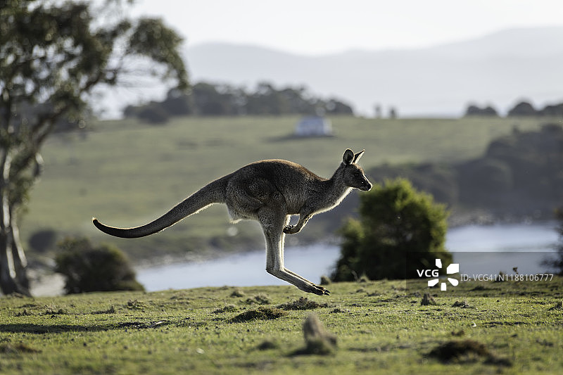 玛丽亚岛国家公园里跳跃觅食的袋鼠图片素材