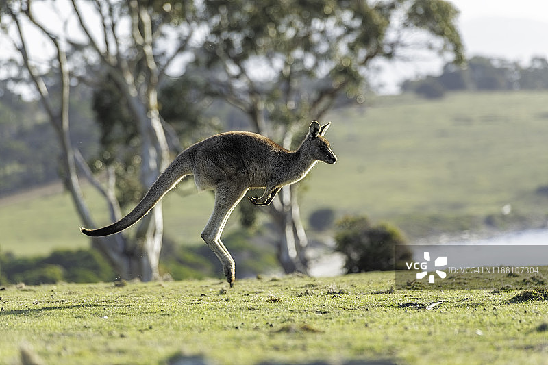 玛丽亚岛国家公园里跳跃觅食的袋鼠图片素材