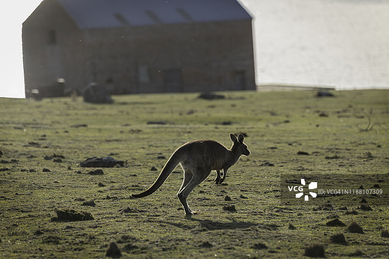 玛丽亚岛国家公园里跳跃觅食的袋鼠图片素材