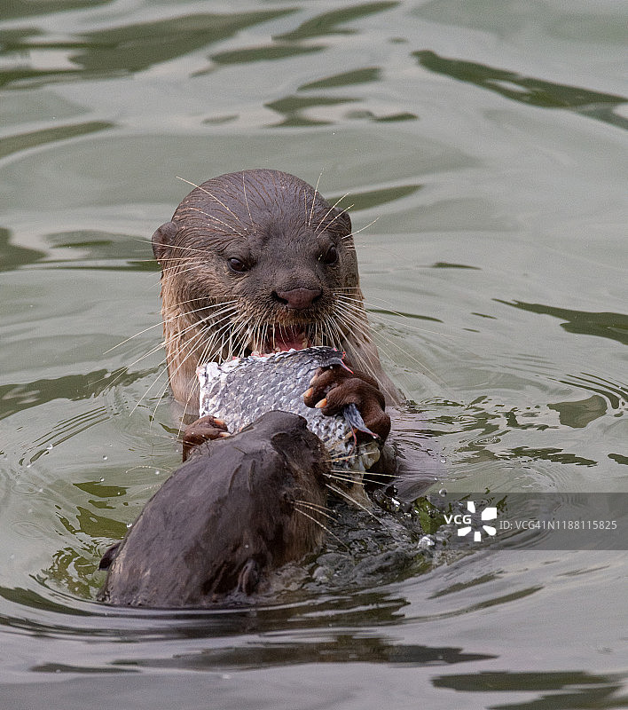 新加坡的滑毛水獭图片素材