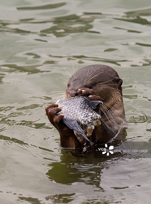 新加坡的滑毛水獭图片素材