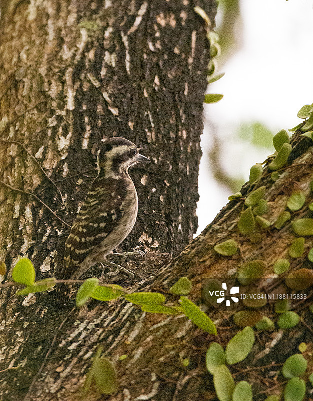 新加坡的巽他侏儒啄木鸟图片素材