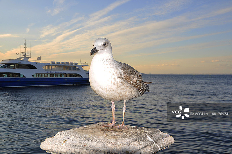 岛屿上的海鸥图片素材