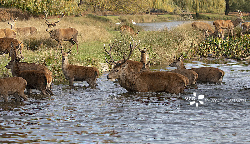 涉水行走的红鹿图片素材