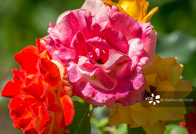 桑巴玫瑰在生命的三个阶段图片素材