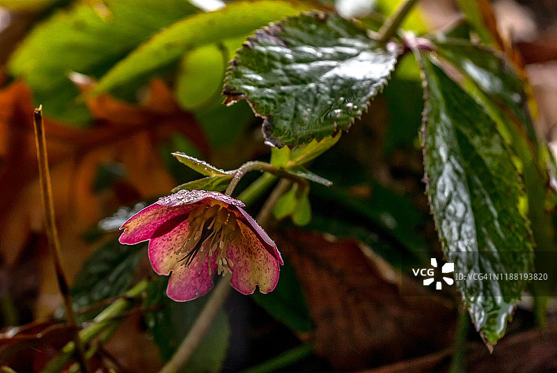 铁筷子上的雨滴图片素材