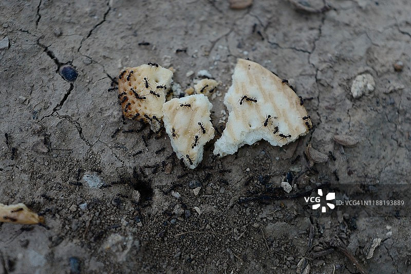 蚂蚁吃煎饼图片素材