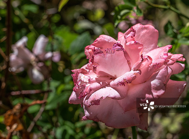 青春之花的凋零图片素材