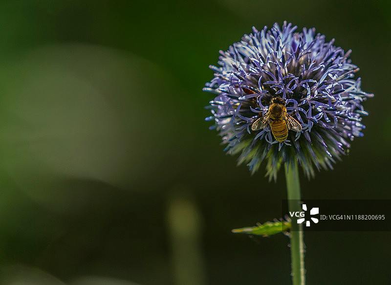 蜜蜂在蓝刺头花上图片素材