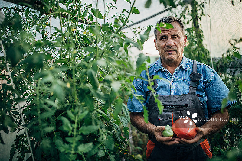 年长的农民在番茄园图片素材