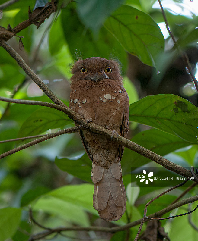 爪哇蟆口鸱——泰国的美丽鸟类图片素材