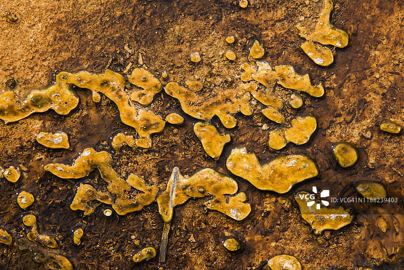 嗜热细菌垫图片素材