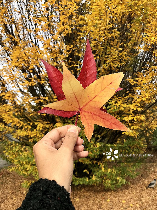树叶在秋天图片素材