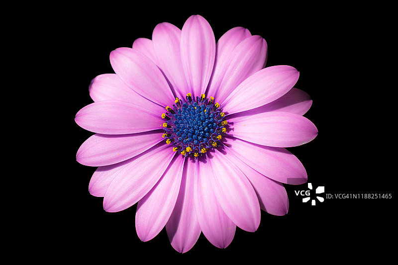 黑色背景下的超微距粉色雏菊花朵图片素材