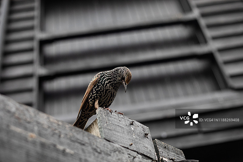 城市后院中的八哥鸟图片素材