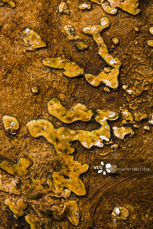 嗜热细菌垫图片素材