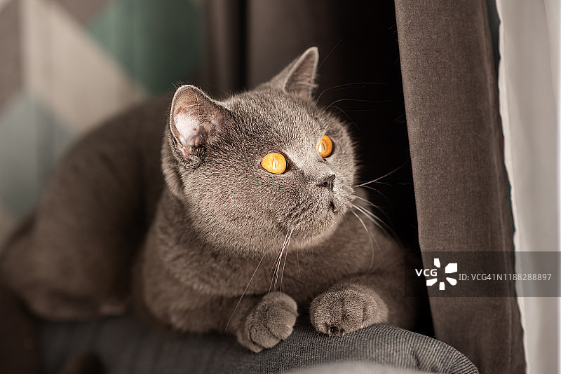 铜色眼睛的可爱英国短毛猫图片素材