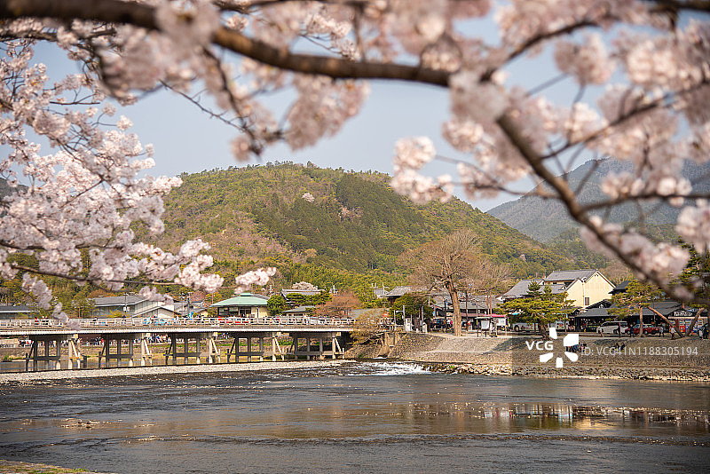 京都关西岚山樱花盛开图片素材
