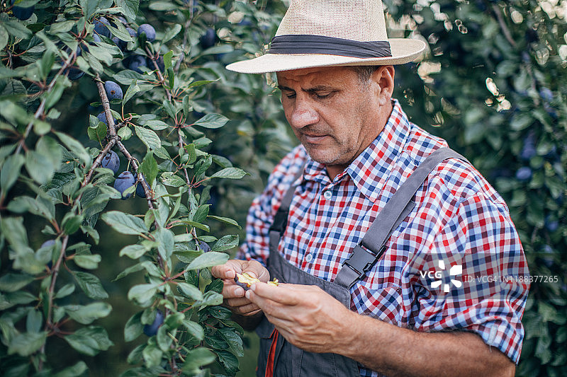 农民查看果园里李子的质量图片素材