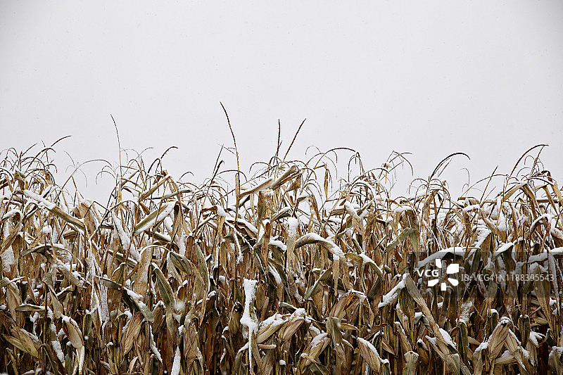 玉米田的积雪图片素材