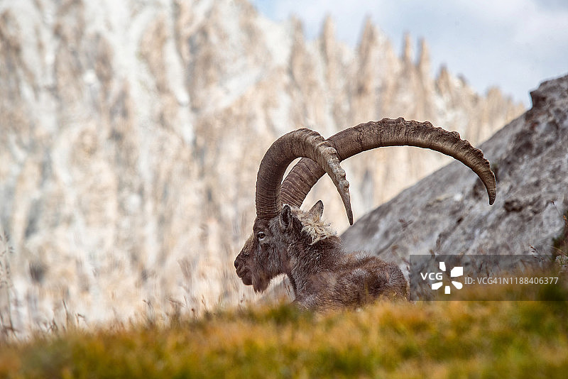 夏季法国阿尔卑斯山野生北山羊图片素材